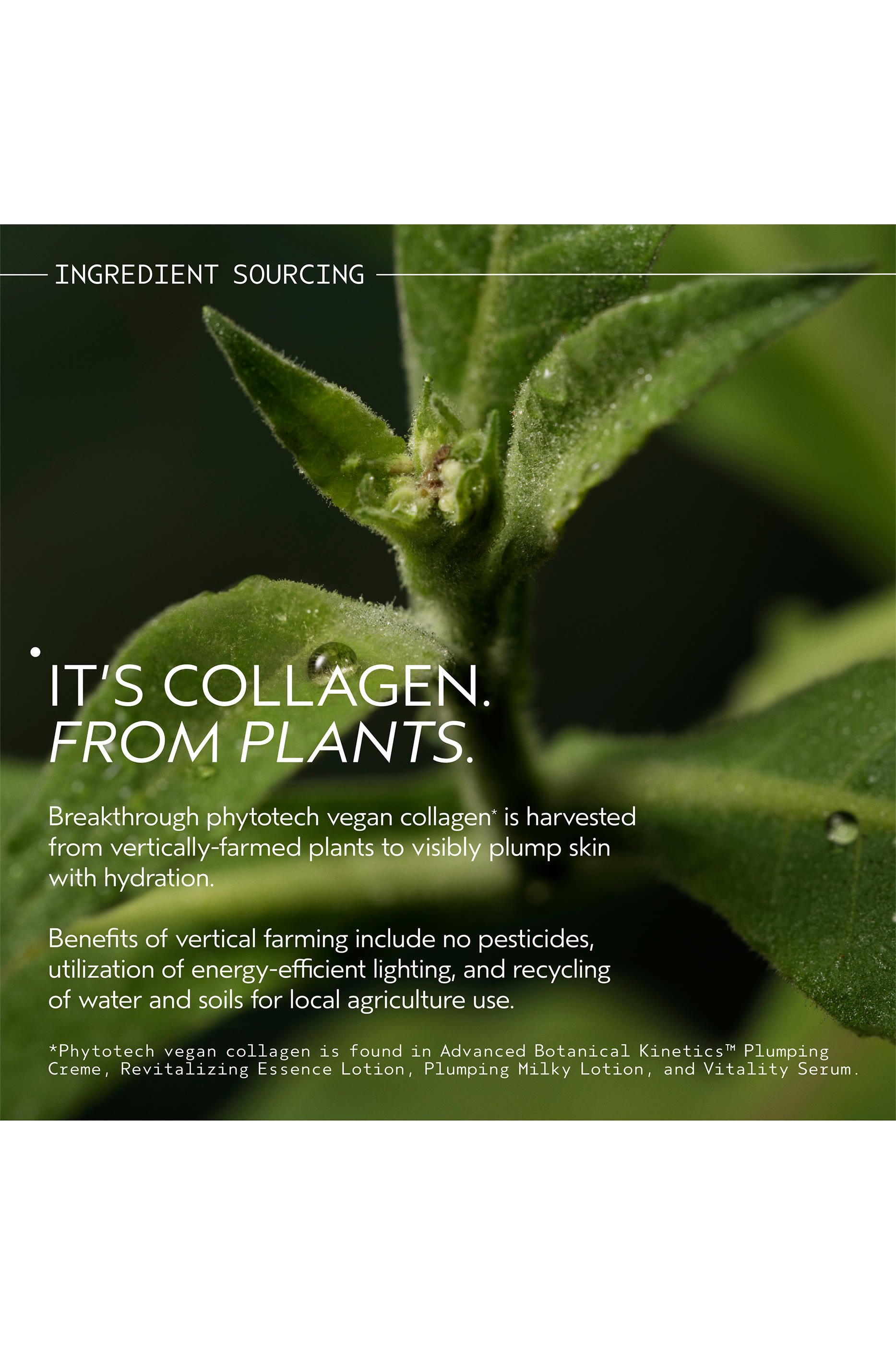 لوشن حليبي بلَمبينغ أدفانسد بوتانيكال كينيتكس