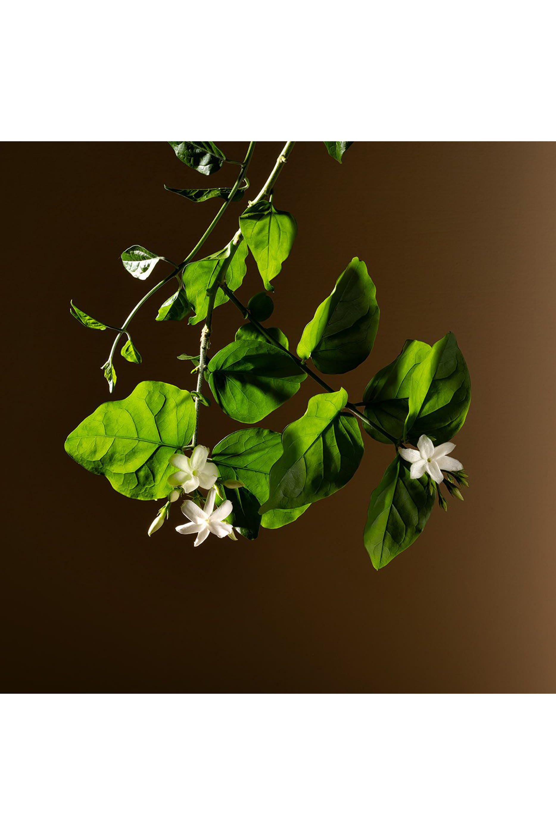 أو دو بارفان جيلسومينو ايه فريدو