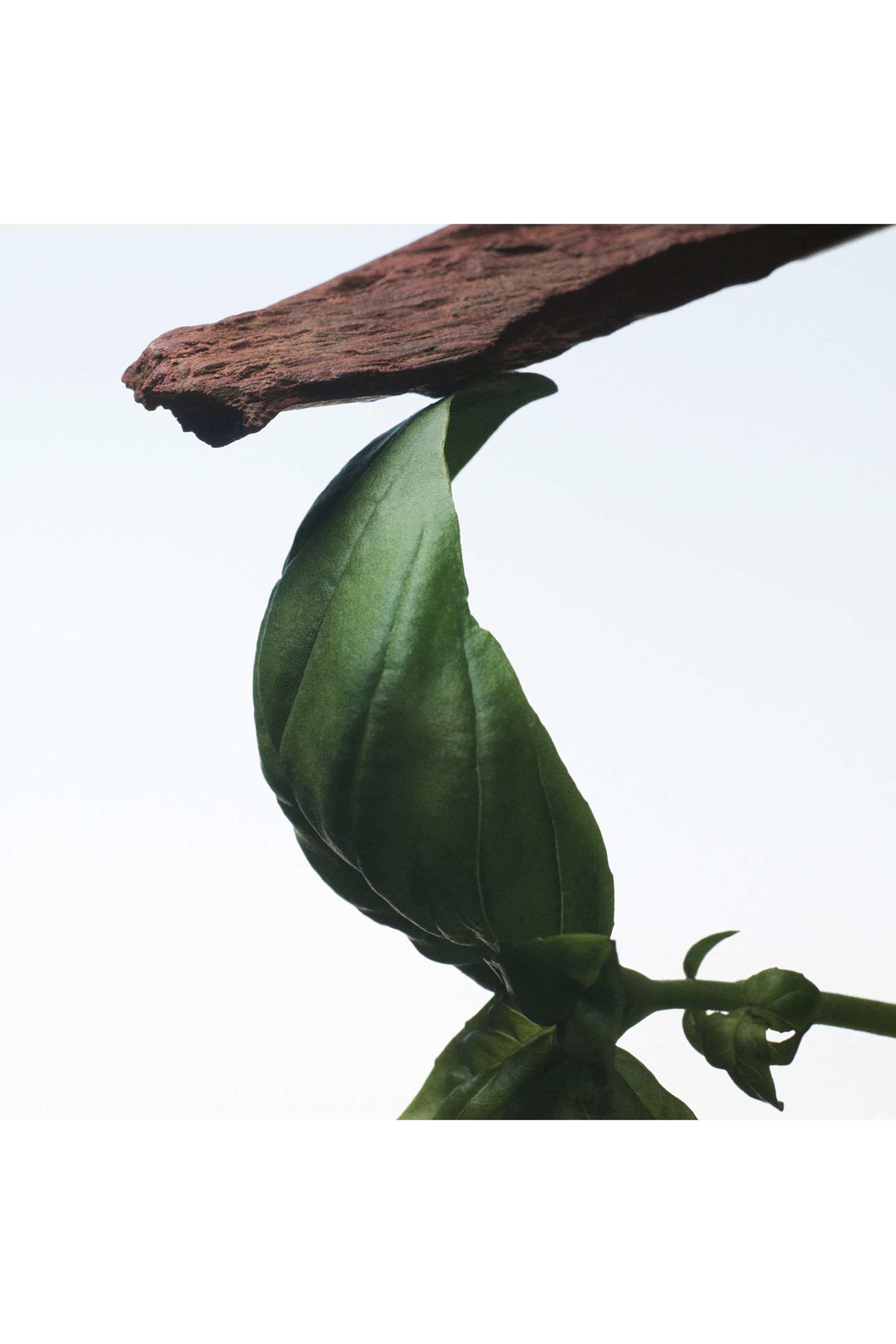 أو دو بارفان كراسي بازيل