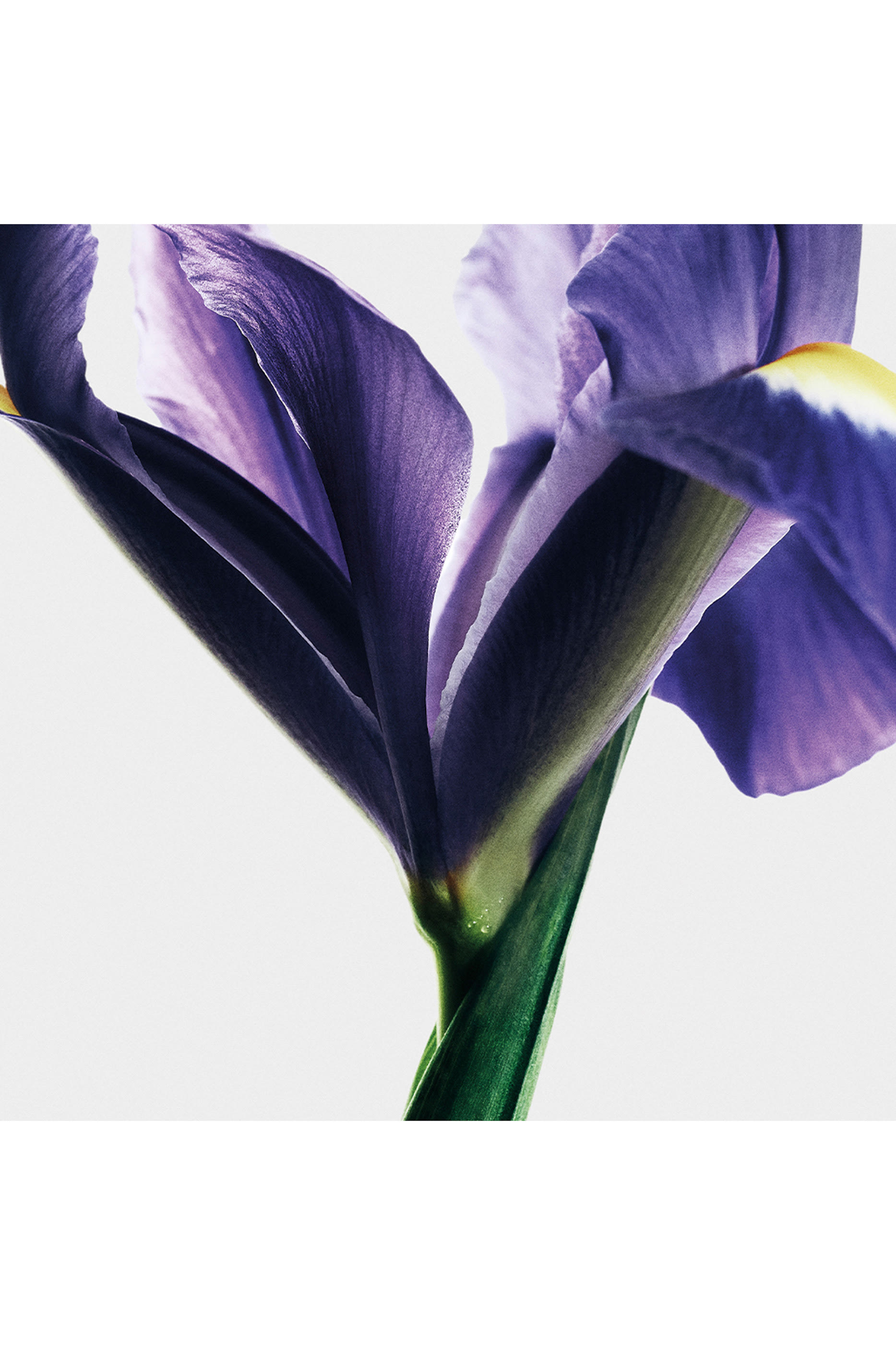 أو دو بارفان أيريس روت