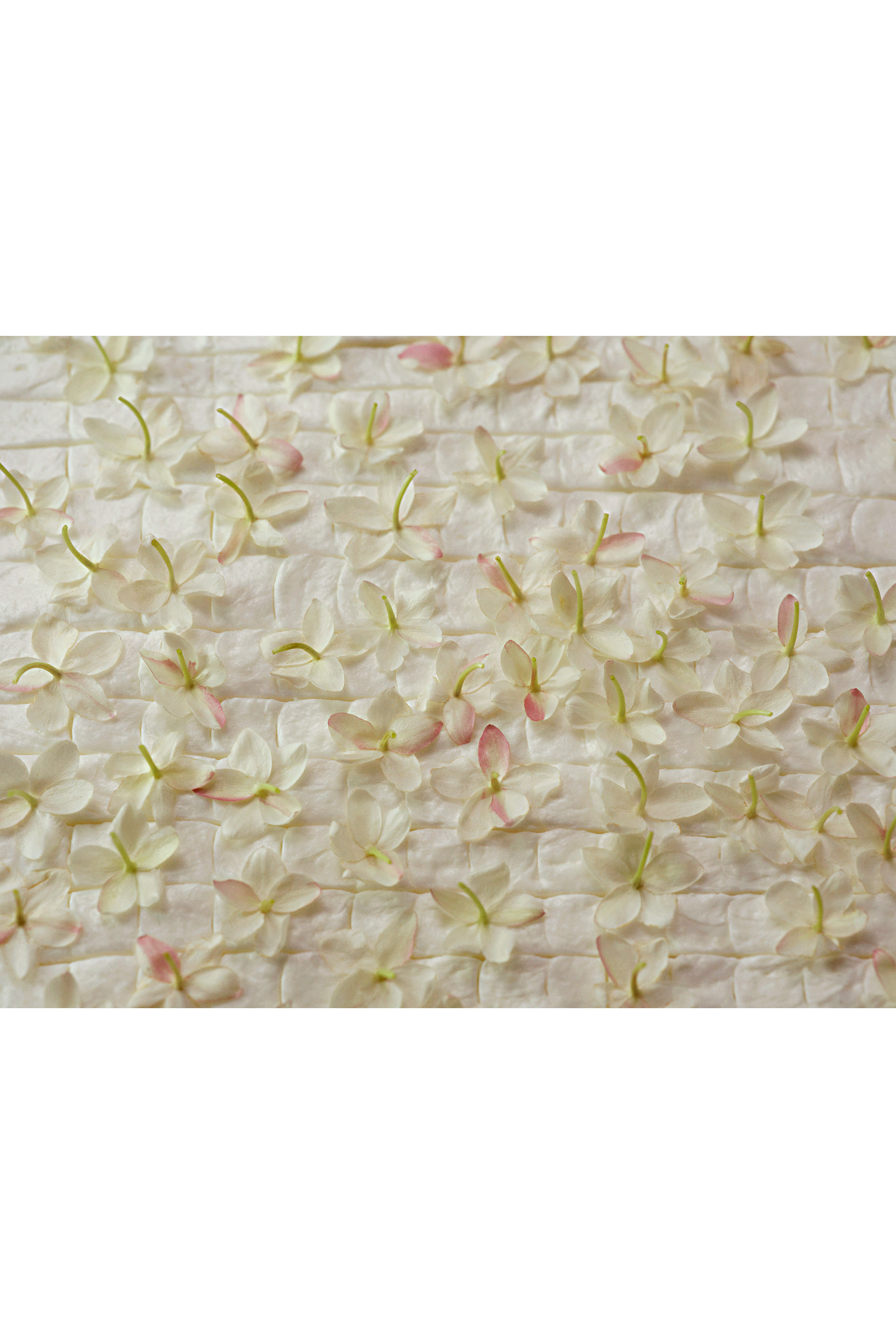 أو دو بارفان جيلسومينو ايه فريدو