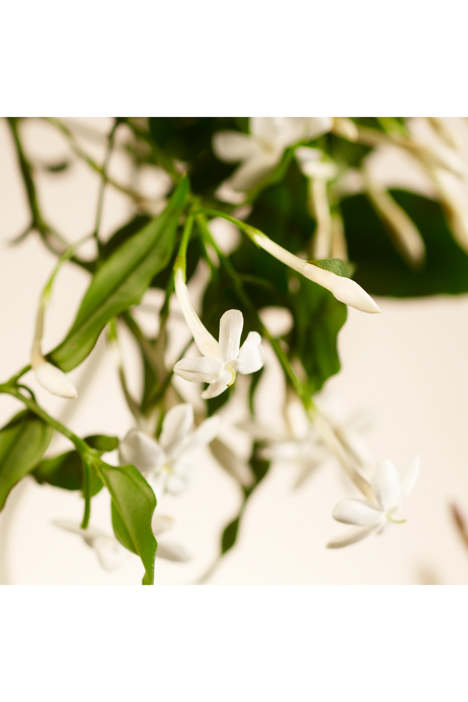 بخاخ معطر للمنزل  سويت جاسمين