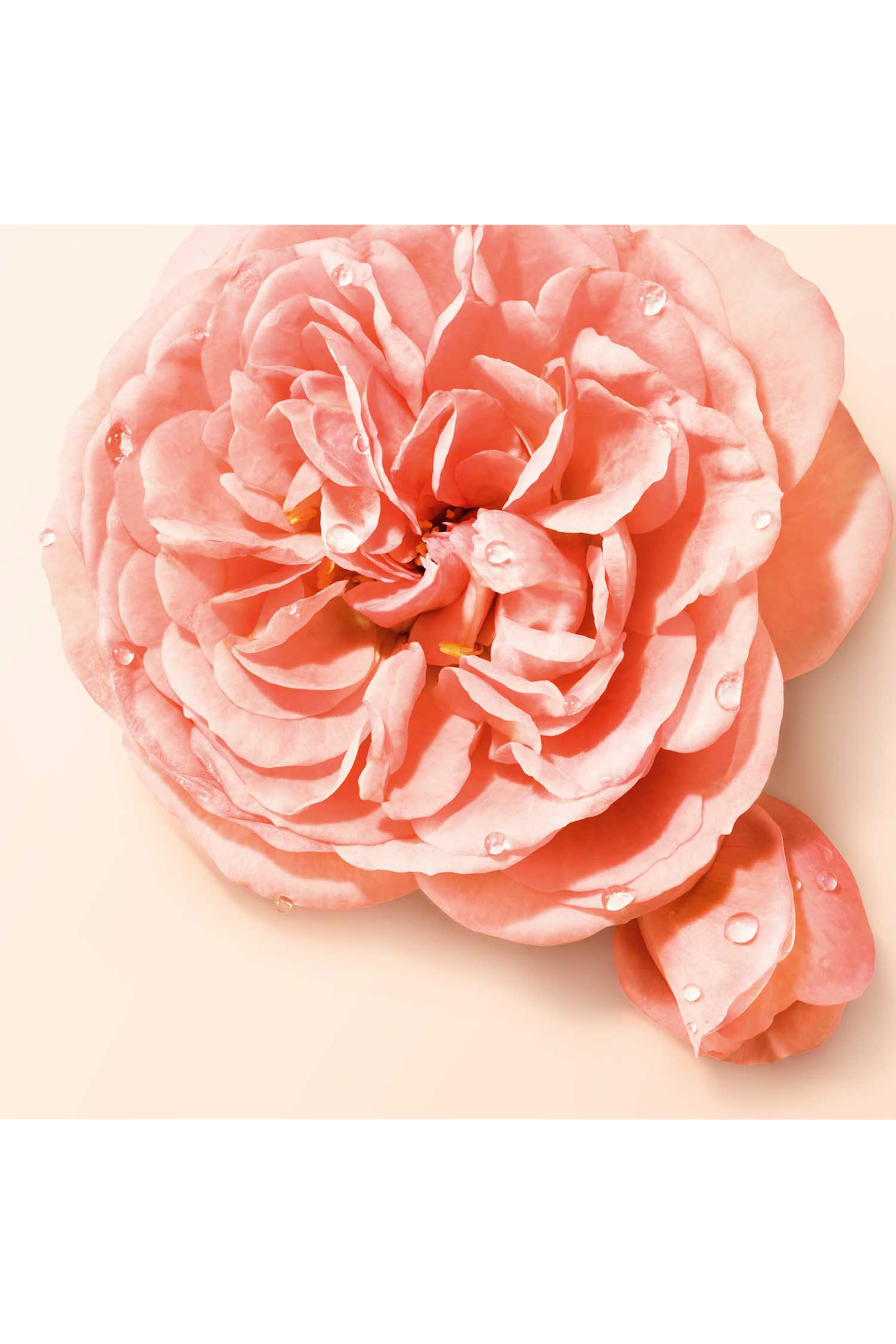 أو دو بارفان سي نود بلوم