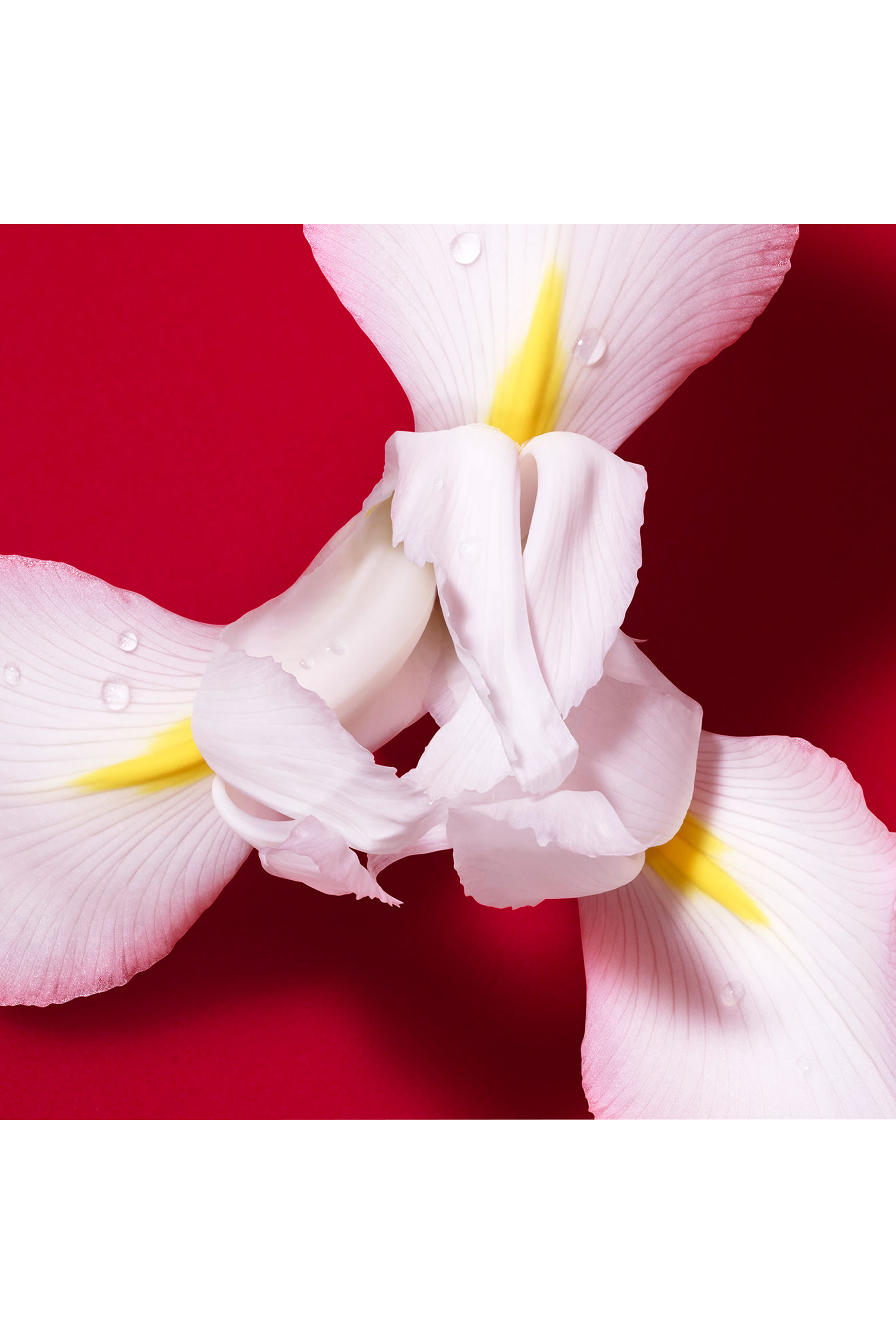  أو دو بارفان سي باشون ريد بلوم