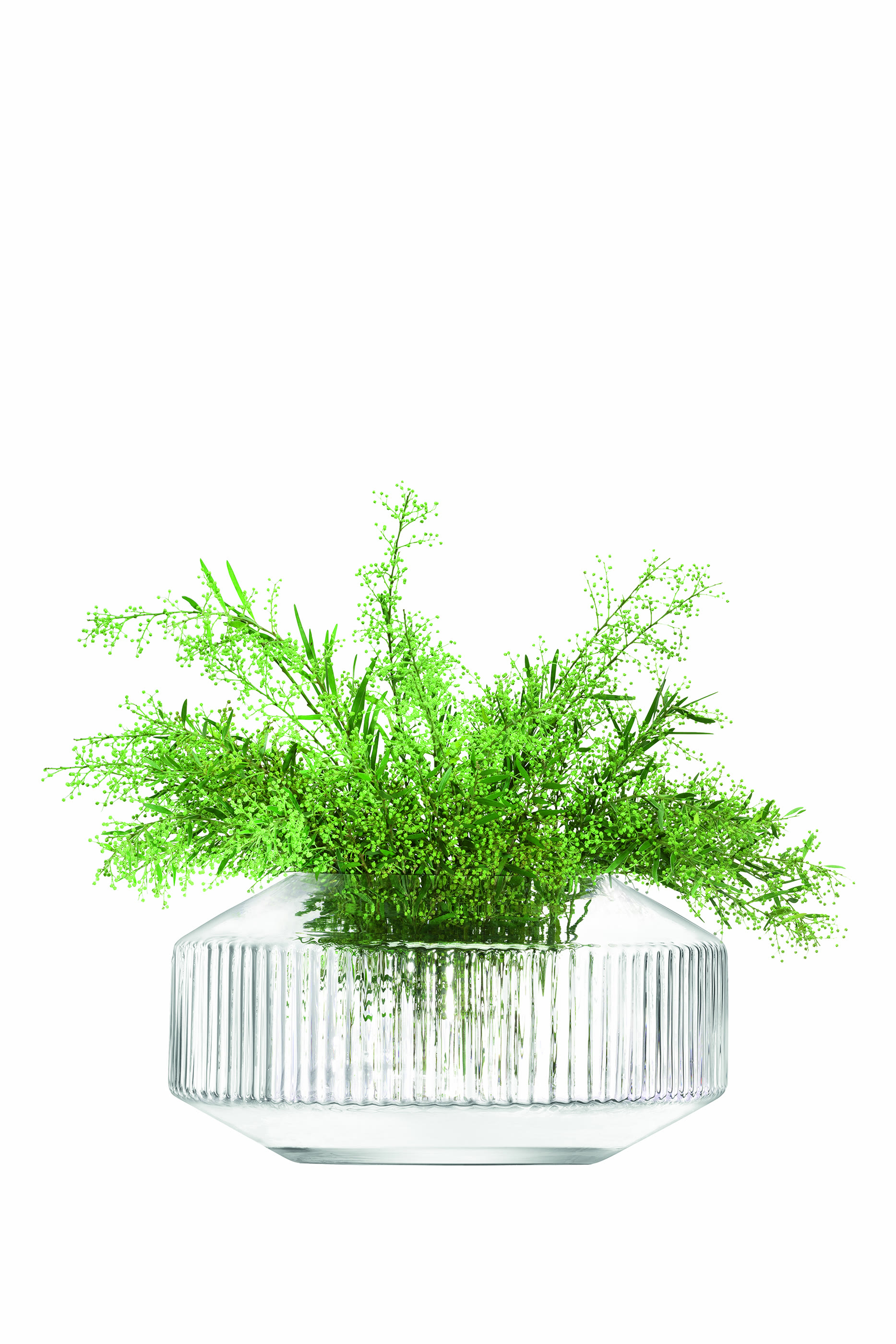 مزهرية روتوندا عريضة