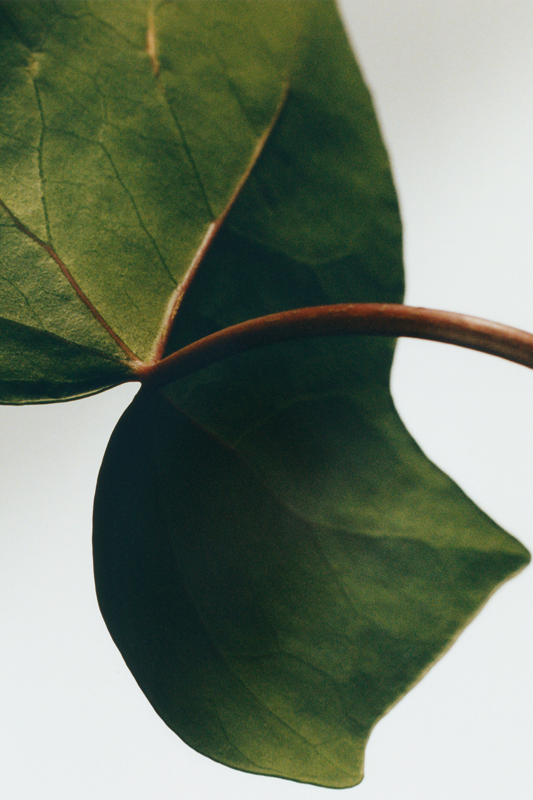 عبوة إعادة ملءأعواد توزيع عطر ايفي ايسنس