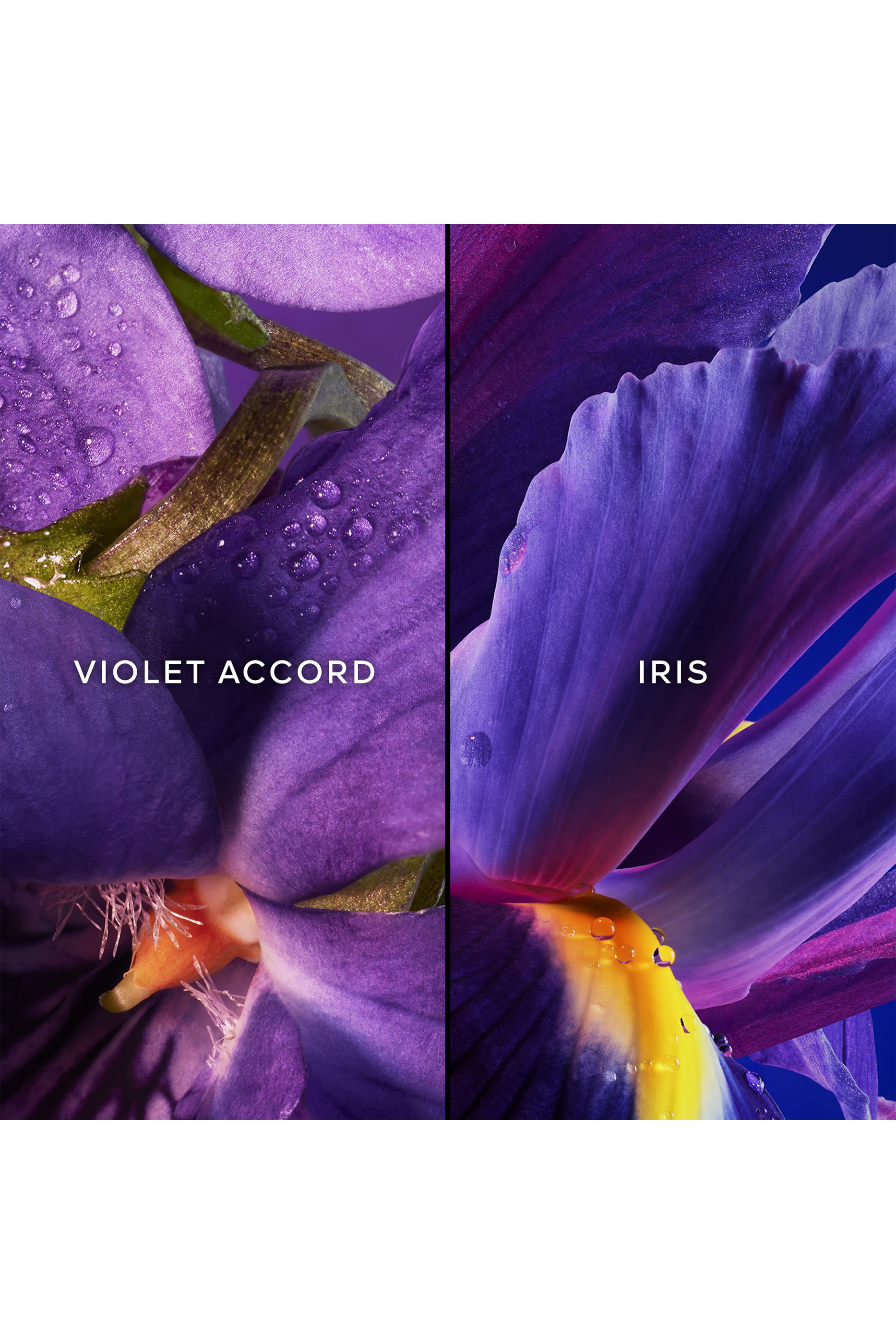 مجموعة هدية أو دو بارفان لي ليجندير اينسولنس