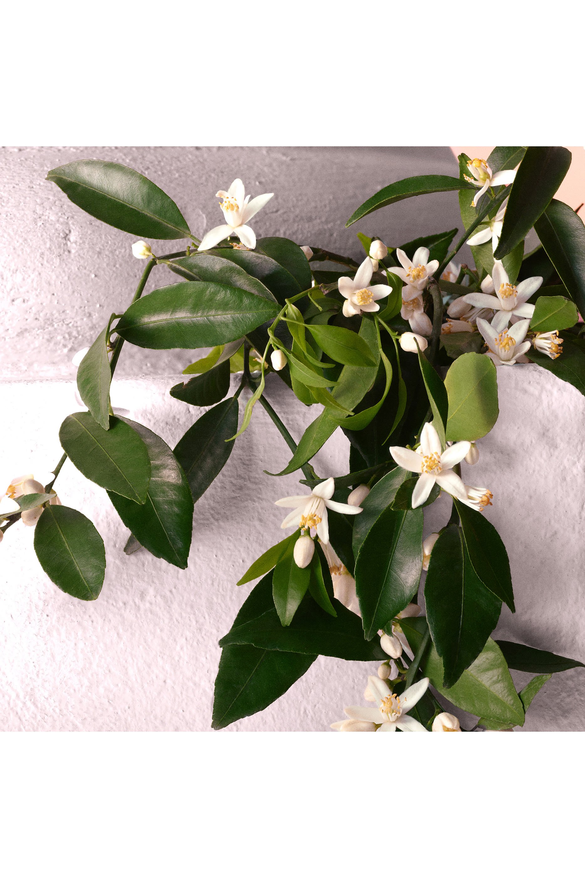 أو دو بارفان ديفوشن مركز