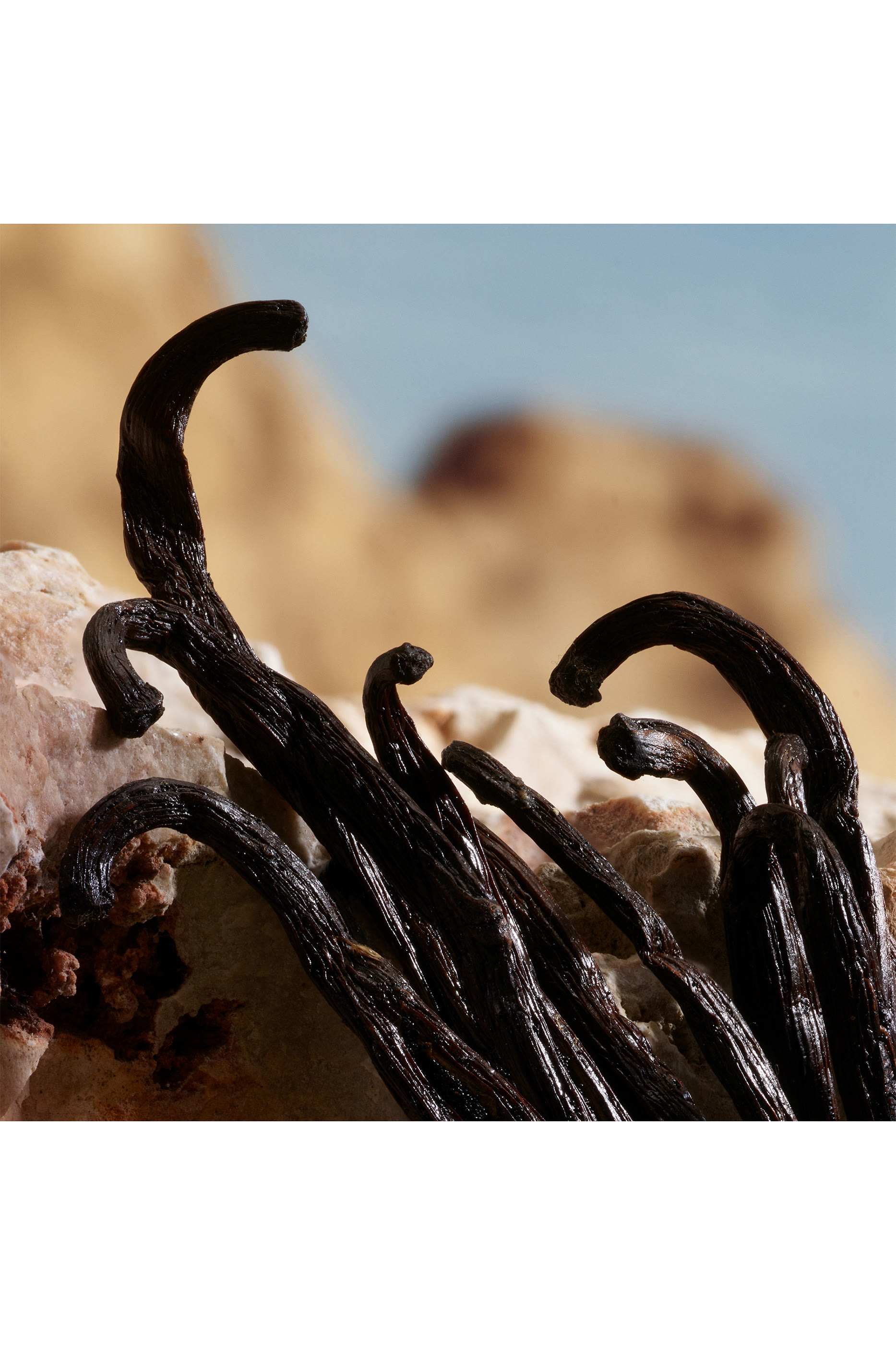 عطر كيو من دولتشي اند غابانا