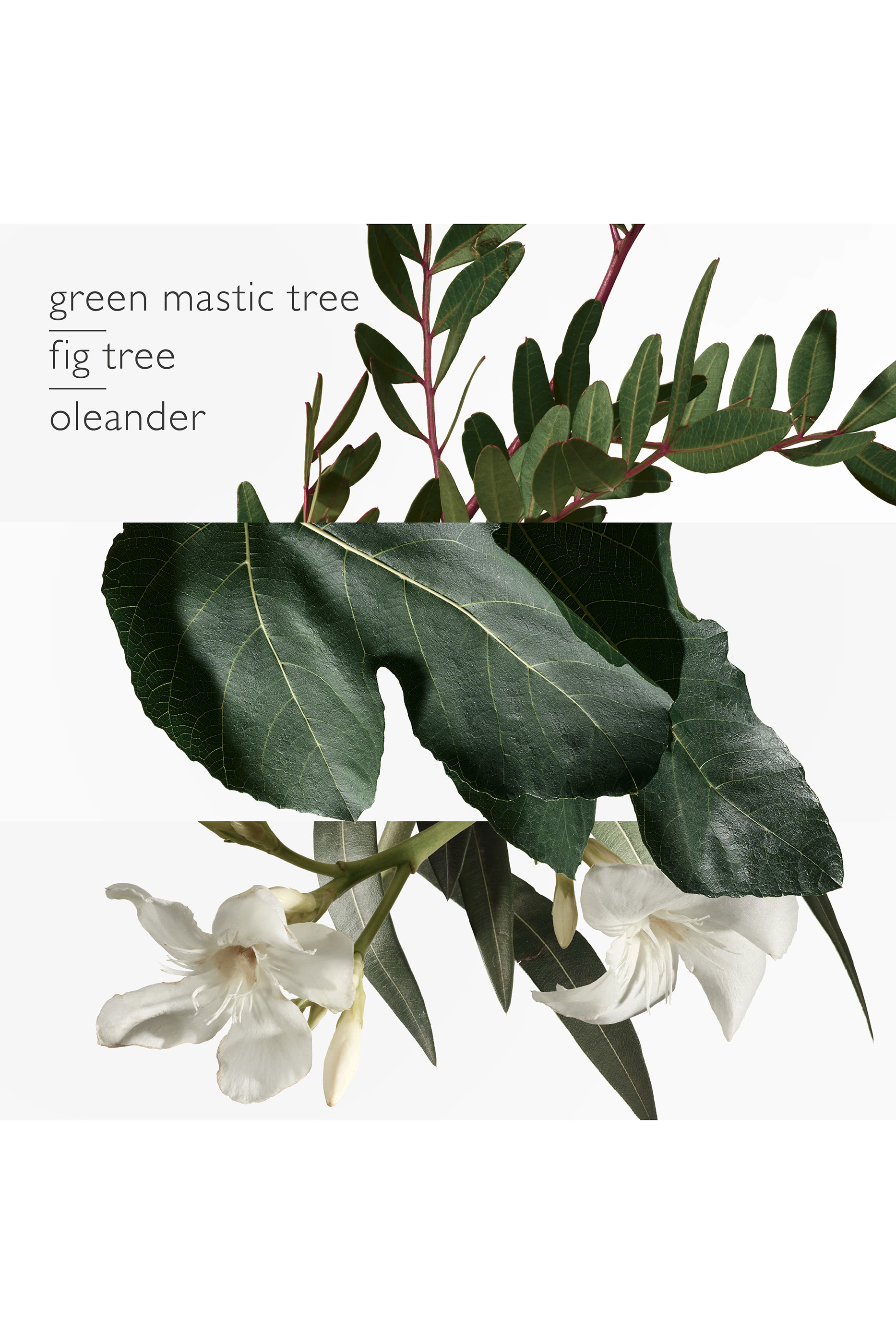 Un Jardin en M&eacute;diterran&eacute;e, ماء تواليت