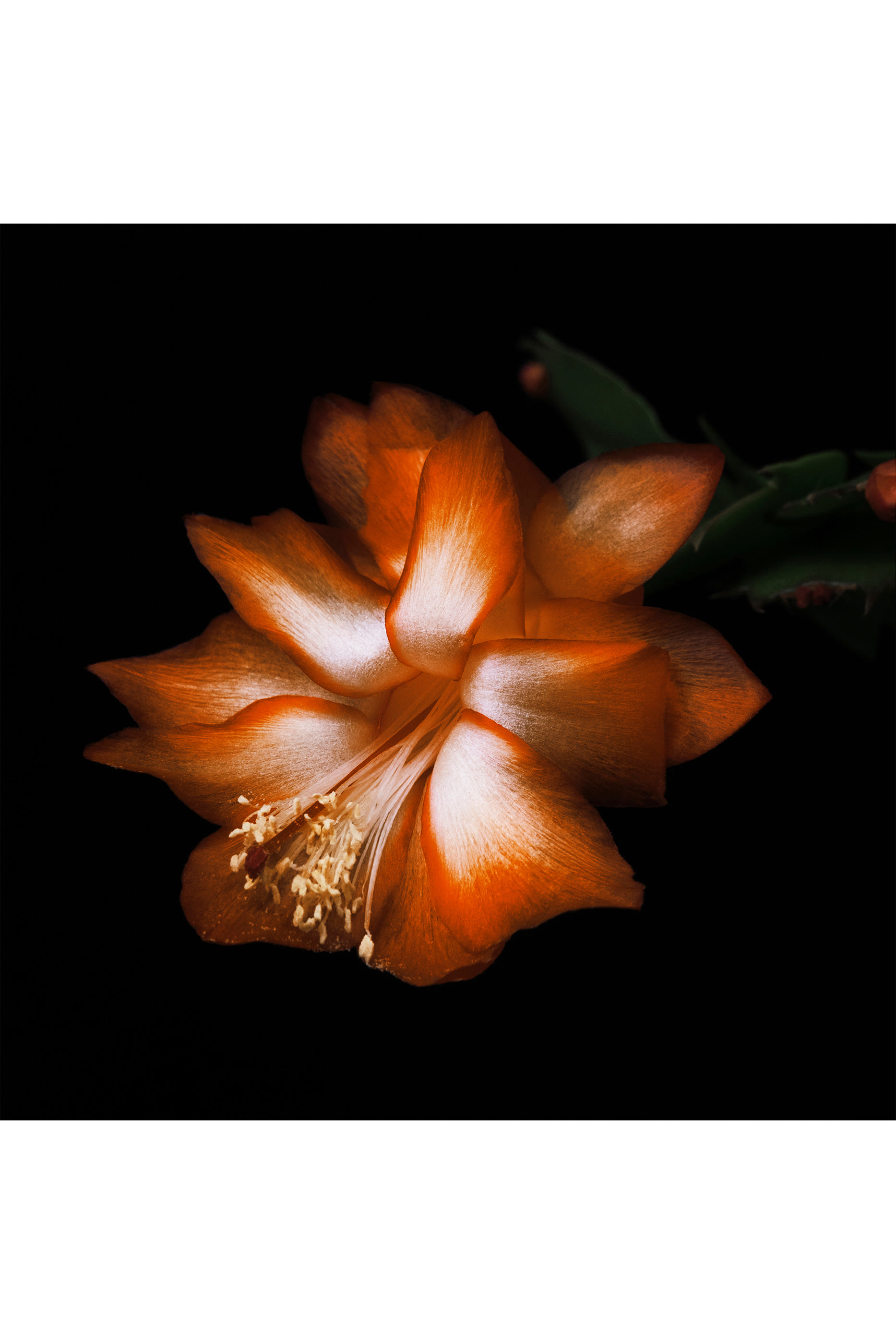 أو دو بارفان أبسولو دو بارفوم بلاك سافرون